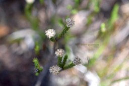 Eriotrix lycopodioides Asteraceae  Endémique La Réunion 6274