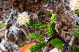 Eriotrix lycopodioides.asteraceae.endémique Réunion. (3)
