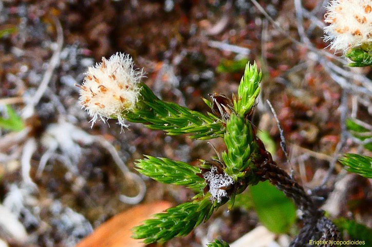 Eriotrix lycopodioides.asteraceae.endémique Réunion. (3)