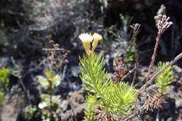 Faujasia pinifolia Asteraceae  Endémique La Réunion 42