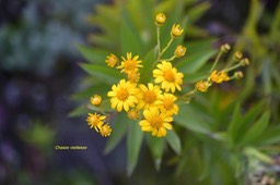 Faujasia salicifolia Chasse vieillesse  A steraceae Endémique La Réunion 6252