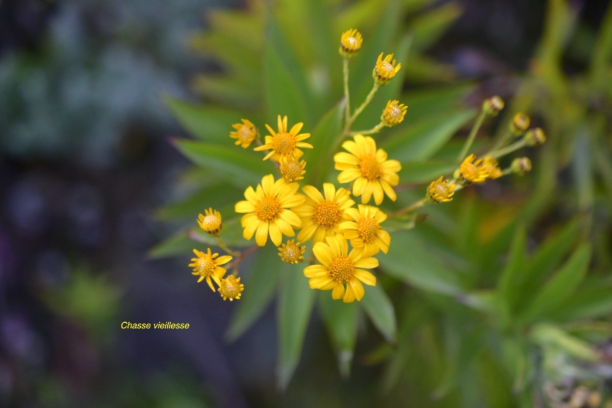 Faujasia salicifolia Chasse vieillesse  A steraceae Endémique La Réunion 6252