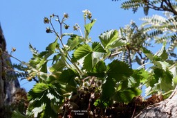 Fragaria vesca  Ti  fraisier  ( au creux des branches en haut d'un arbre mort )ROSACEE  Eurasie