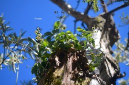 Fragaria vesca Fraise des bois Rosaceae E