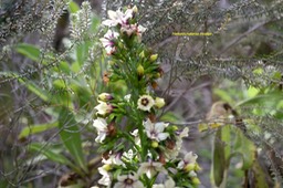 Hererochaenia rivalsii Campanulacea e Endémique La Réunion _6260