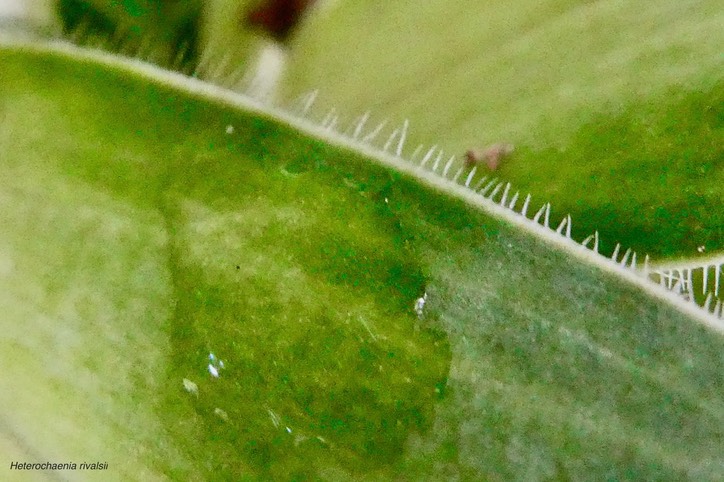 Heterochaenia rivalsii  . ( cils sur la marge de la feuille à sa base ) .Campanulaceae  Endémique Réunion (8)