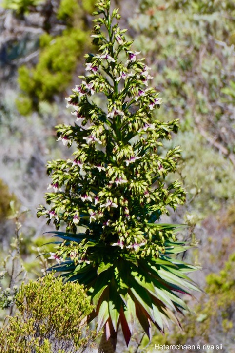 Heterochaenia rivalsii  Campanulaceae  Endémique Réunion (1)