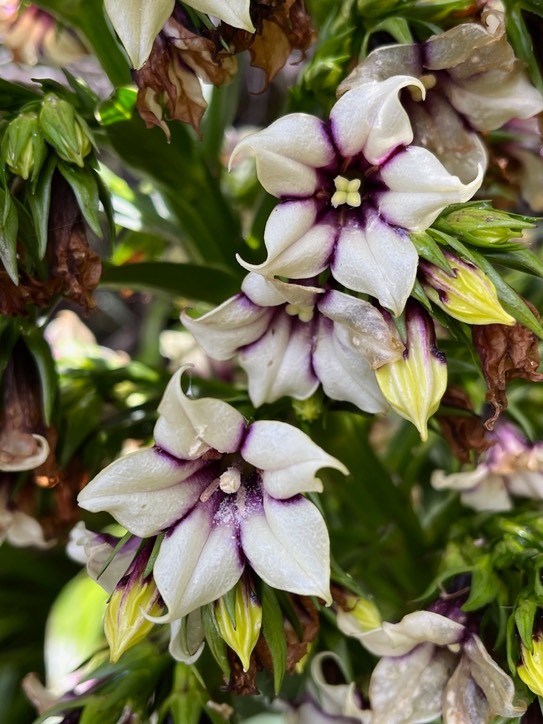 Heterochaenia rivalsii  Campanulaceae  Endémique Réunion