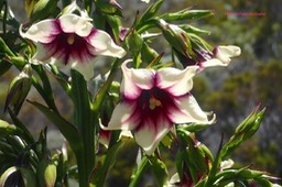 Heterochaenia rivalsii Campanulac eae Endémique La Réunion 55