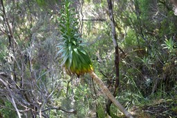 Heterochaenia rivalsii Campanulace ae Endémique La Réunion 6268