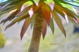 Heterochaenia rivalsii Campanulace ae Endémique La Réunion 6316
