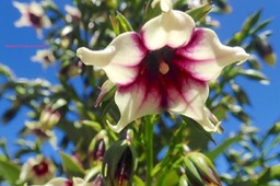 Heterochaenia rivalsii Campanulac eae Endémique La Réunion 46