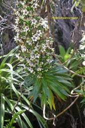 Heterochaenia rivalsii Campanulacea e  Endémique La Réunion 6264