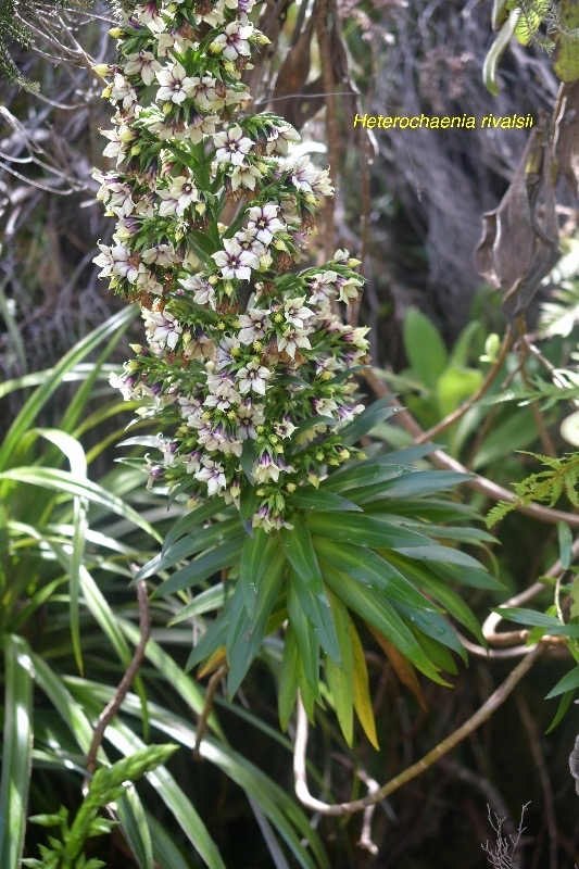 Heterochaenia rivalsii Campanulacea e  Endémique La Réunion 6264