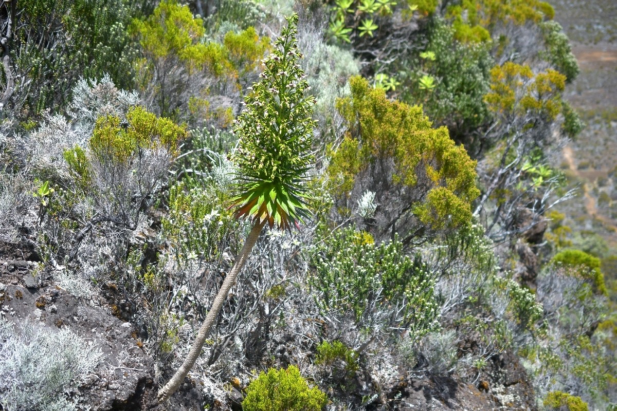 Heterochaenia rivalsii Campanulaceae Ende ́mique La Réunion Taille 1,84 m 6310