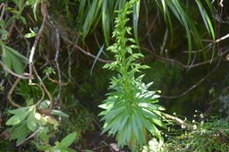 Heterochaenia sp