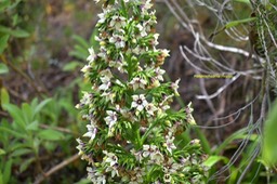 Hetrochaenia rivalsii Campanulacea e Endémique La Réunion 6261