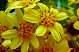 Hubertia tomentosa  var  conyzoides  Petit  ambaville  asteraceae  Endémique Réunion  Hubertia tomentosa  var  conyzoides  Petit  ambaville  asteraceae  Endémique Réunion (2)
