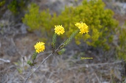 Hubertia tomentosa var conysoides  Petit ambavil le Asteraceae Endémique La Réunion  _6283
