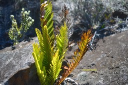 Lomariocycas tabularis Fausse osmonde Blechna ceae Indigène La Réunion, Maurice  6302