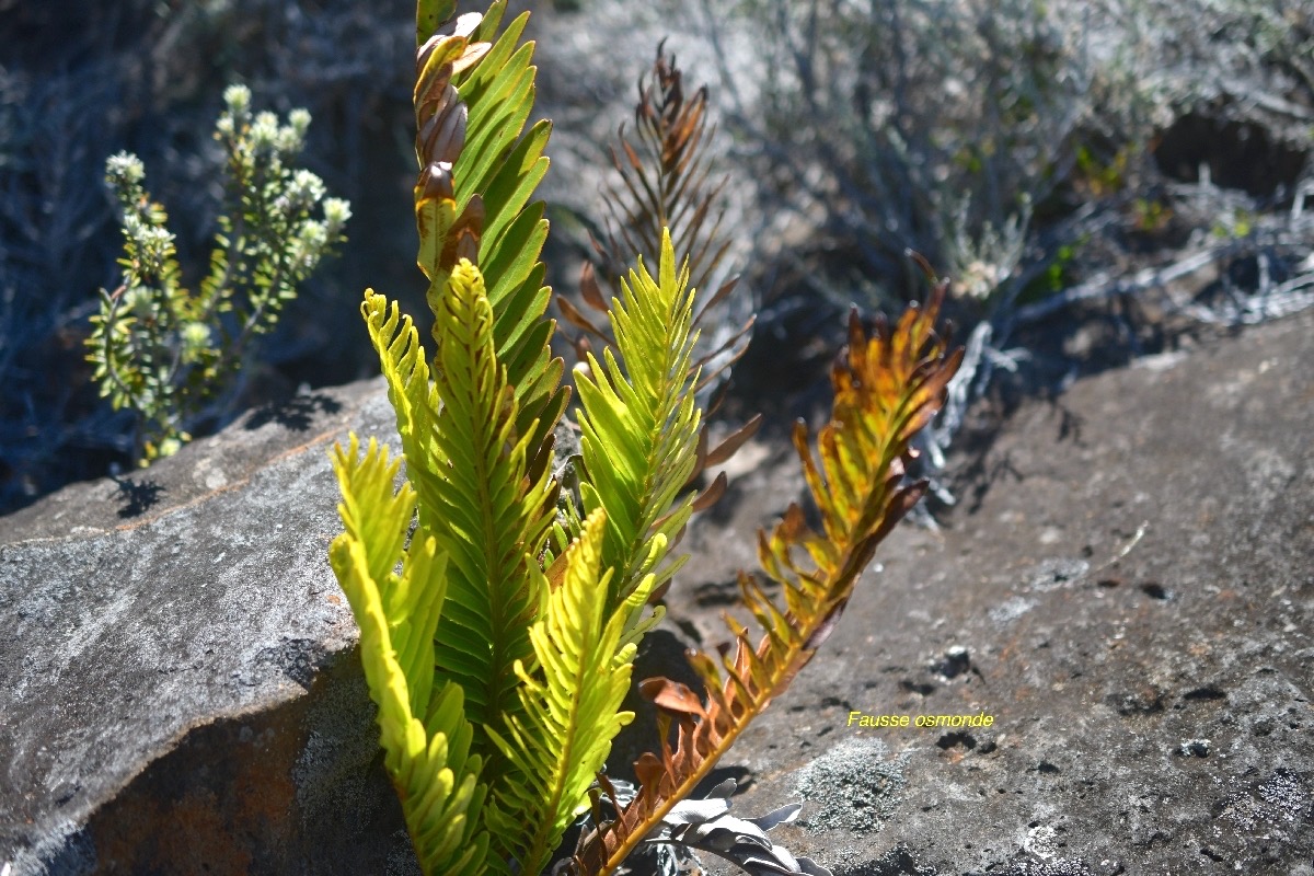 Lomariocycas tabularis Fausse osmonde Blechna ceae Indigène La Réunion, Maurice  6302