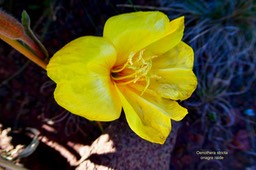 Oenothera stricta.onagre raide.( fleur .).onagraceae.potentiellement envahissante.P1038564
