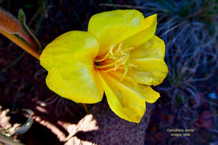 Oenothera stricta.onagre raide.( fleur .).onagraceae.potentiellement envahissante.P1038564