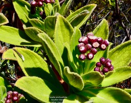 Psiadia anchusifolia  Bouillon  blanc  ASTERACEE  Endémique Réunion (1)