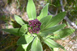 Psiadia anchusifolia Bouillon blanc Ast eraceae Endémique La Réunion 6257