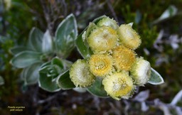 Psiadia argentea  Petit  velours  ASTERACEE  Endémique Réunion