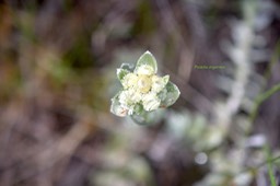 Psiadia argentea Asteraceae En démique La Réunion 6250