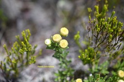 Psiadia callocephala Asteraceae Endémique La Réunion 6272
