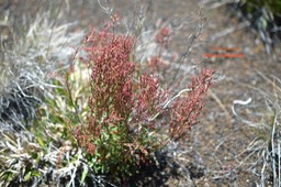 Rumex acetosella Oseille sauvage Polygonaceae E E 6292
