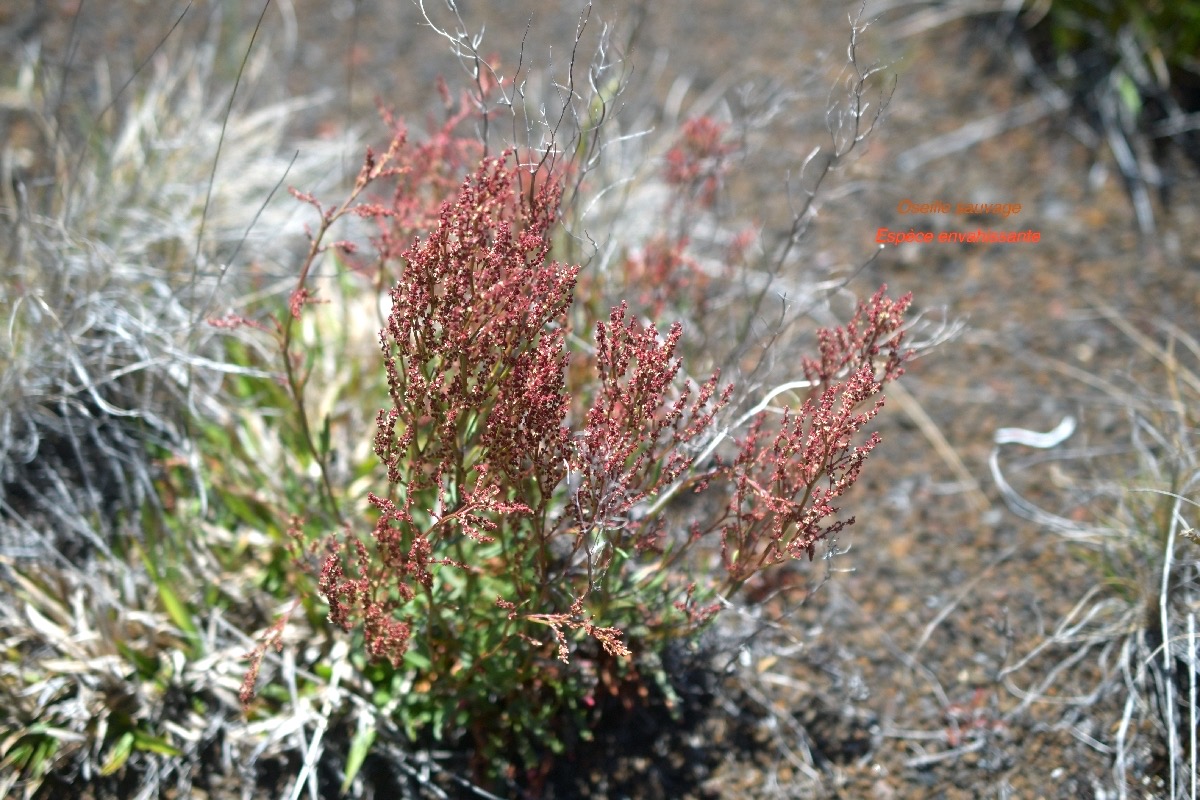 Rumex acetosella Oseille sauvage Polygonaceae E E 6292