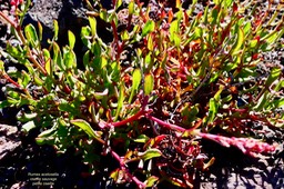 Rumex acetosella.oseille sauvage.petite oseille.polygonaceae.espèce envahissante.