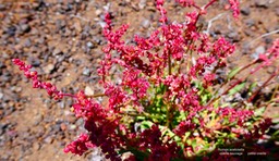 Rumex acetosella.oseille sauvage.petite oseille.polygonaceae.espèce envahissante. (1)