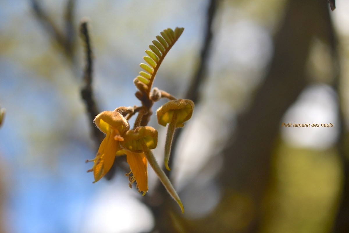 Sophora denudata Petit tamarin des hauts  Fabaceae Endémique La Réunion 6298