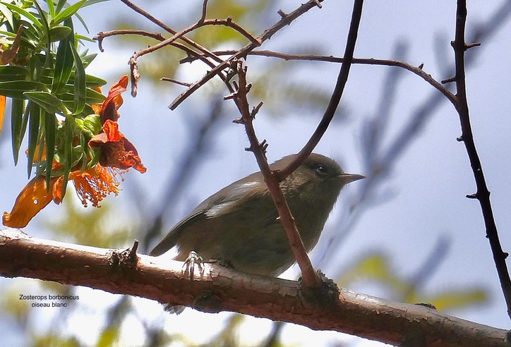 Zosterops borbonicus.oiseau blanc .zosteropidae.endémique Réunion.