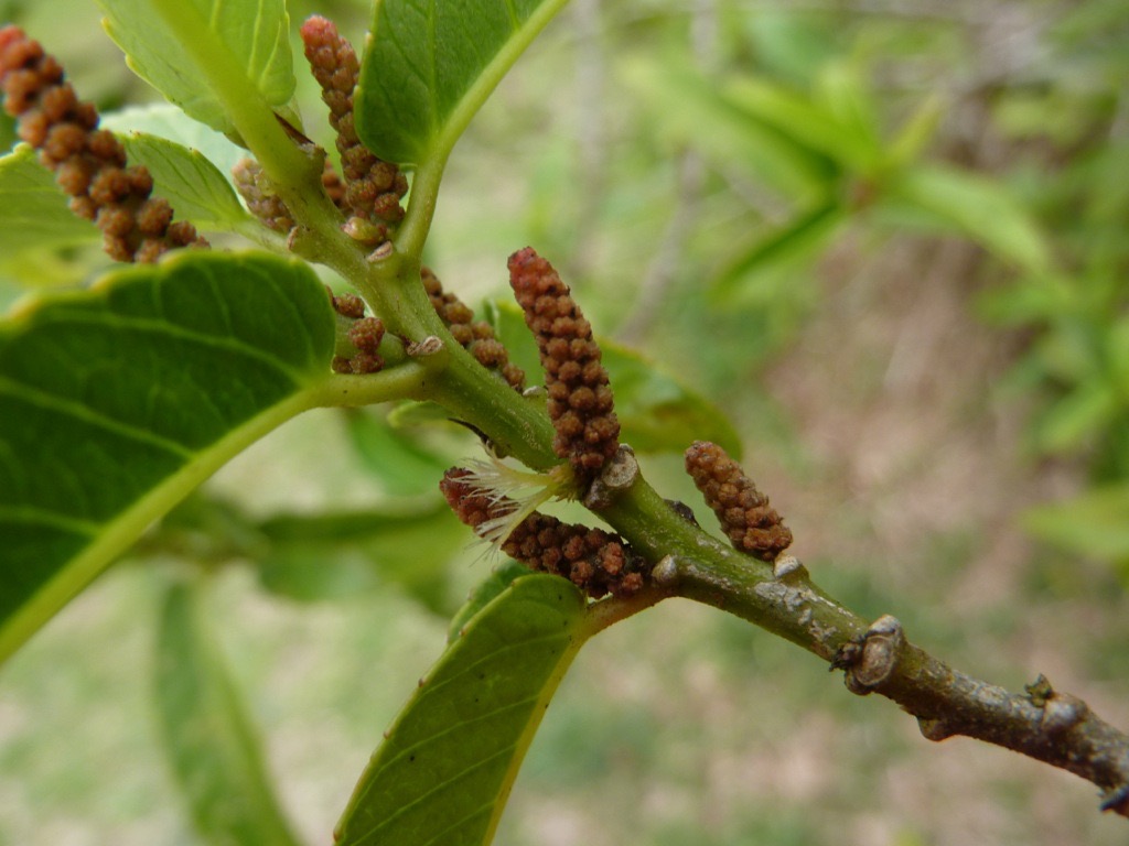 Acalypha integrifolia P1330187