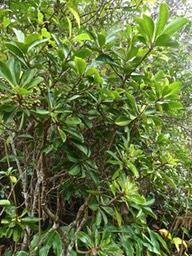 Badula barthesia .Bois de savon P1280085