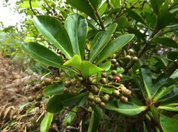 Badula barthesia.Bois de savon P1280084
