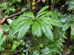 Badula borbonica . Bois de savon P1270782