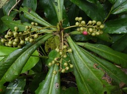 Badula borbonica.bois de savon P1270866