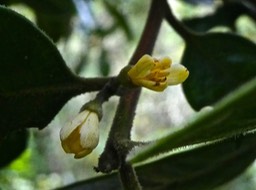 Bois de quivi P1280025