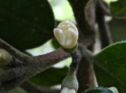 Bois de quivi P1280030