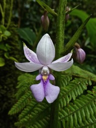 Calanthe sylvatica P1270791