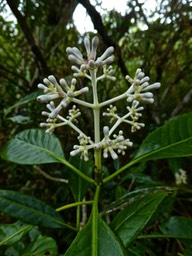 Chassalia corallioides. Bois de corail P1280012