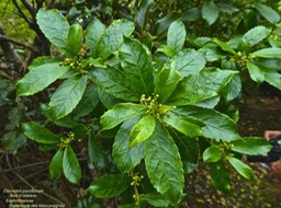Claoxylon parviflorum.Bois d'oiseaux P1270990