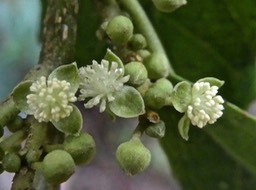 Claoxylon parviflorum.bois d'oiseaux P1270986