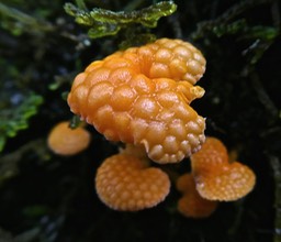 Favolashia calocera P1280161